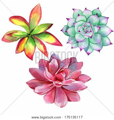 Wildflower succulentus flower in a watercolor style isolated. Full name of the plant: succulentus. Aquarelle wild flower for background, texture, wrapper pattern, frame or border.