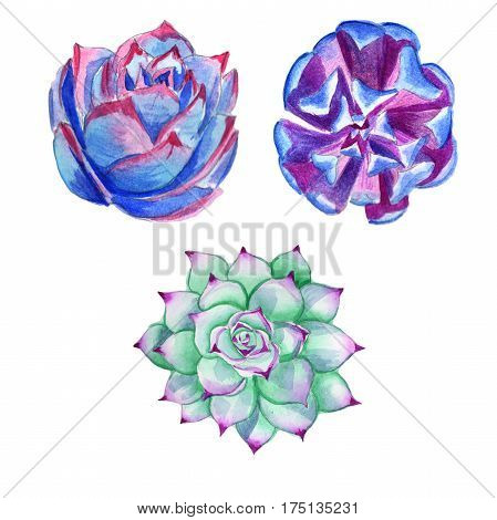 Wildflower succulentus flower in a watercolor style isolated. Full name of the plant: succulentus. Aquarelle wild flower for background, texture, wrapper pattern, frame or border.