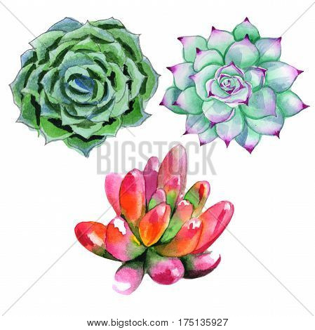 Wildflower succulentus flower in a watercolor style isolated. Full name of the plant: succulentus. Aquarelle wild flower for background, texture, wrapper pattern, frame or border.