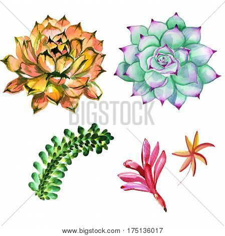 Wildflower succulentus flower in a watercolor style isolated. Full name of the plant: succulentus. Aquarelle wild flower for background, texture, wrapper pattern, frame or border.