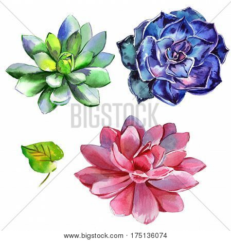 Wildflower succulentus flower in a watercolor style isolated. Full name of the plant: succulentus. Aquarelle wild flower for background, texture, wrapper pattern, frame or border.