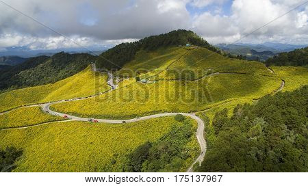 tung bua tong, Maxican Flower Field, mae hong son, aerial view.