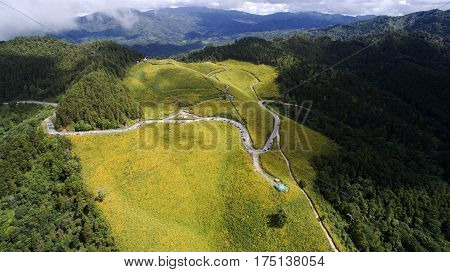 Maxican flower field aerial shot by Drone.