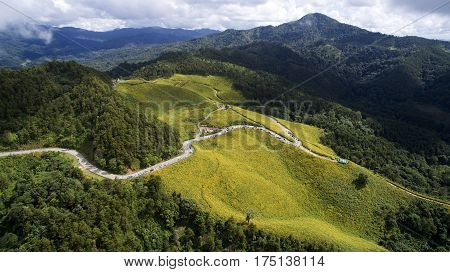 Maxican Sunflower ,Tung Bua Tong  mae hong son
