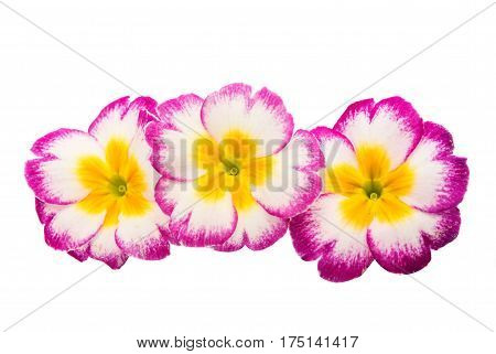 Primrose Pink flower isolated on white background