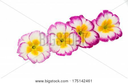 Primrose Pink flower isolated on white background