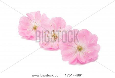 sakura Spring flower isolated on white background