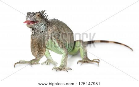 Large Green Iguana showing tongue isolated on white background