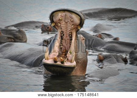 Big male hippo spreading his jaws wide open showing his big impressive teeth