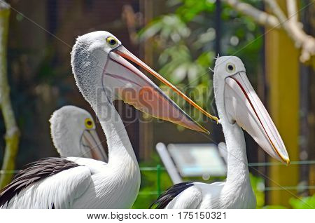Two pelicans close-up in a tropical park on a green grass meadow.