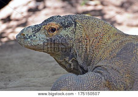 Head of the lizard Varan close-up in the rainforest.