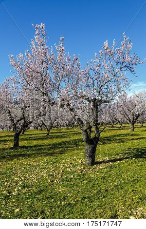 Fruit tree in white bloom. Cherry flowers. wild flowers and lush spring grass. Bright clear spring sky. Great atmosphere of awakening and blossoming of nature in the springtime.