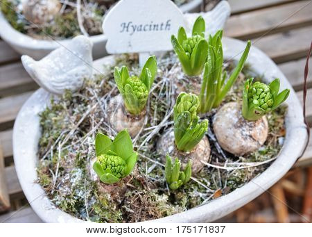 Hyacinths in a white pot. Spring concept