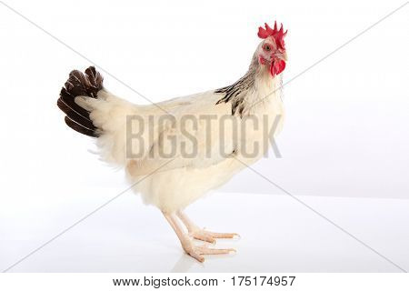Sussex hen original from England on white background