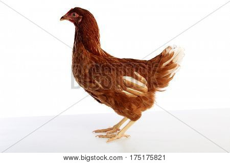 Brown hybrid hen  isolated on white background
