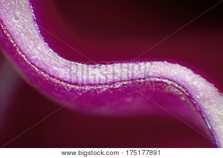 Red Cabbage Detail