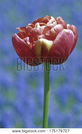 Red And White Tulip.
