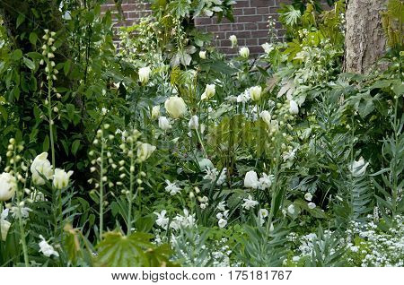 White Flowers From Bulbs