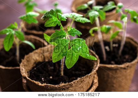 Young seedlings tomato with water drops in peat pots. Selective focus.