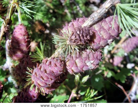 젊은 낙 엽 송 콘