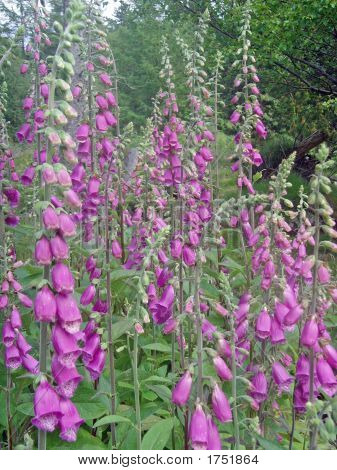 스코틀랜드 Foxgloves
