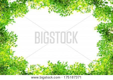 Green tree branch border isolated on a white background