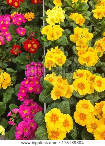 Colorful primroses in a nursery, nautre, spring