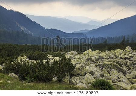 Summer mountain valley landscape dwarf pine, Carpathians, Romania