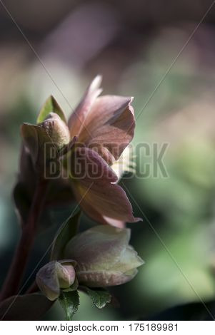 A detail shot of the petals of a pink hellebore bloom.