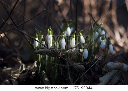 Snowdrop flower buds prepare to bloom in late winter.