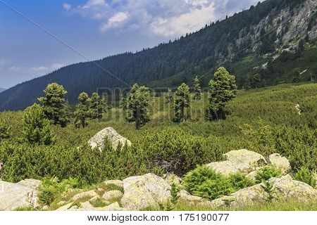 Summer mountain valley landscape dwarf pine, Carpathians, Romania