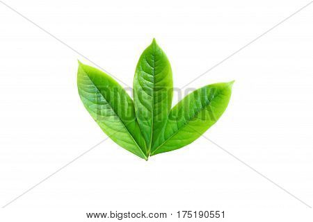 green leaf isolated on a white background