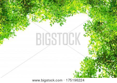 Green tree branch border isolated on a white background