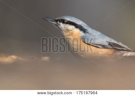 The Eurasian nuthatch or wood nuthatch (Sitta europaea) feeding on the stump in a winter time.