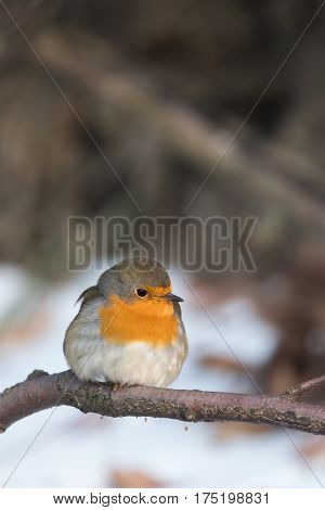 Bird in winter - European robin (Erithacus rubecula).