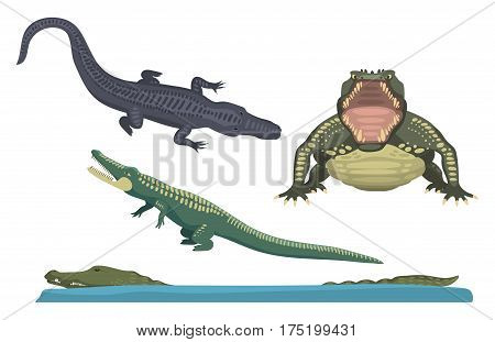 Cartoon green crocodile danger predator and australian wildlife river reptile carnivore alligator with scales teeth flat vector illustration. Tropical africa safari zoo character crocodylus.