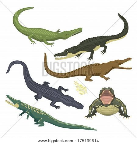 Cartoon green crocodile danger predator and australian wildlife river reptile carnivore alligator with scales teeth flat vector illustration. Tropical africa safari zoo character crocodylus.