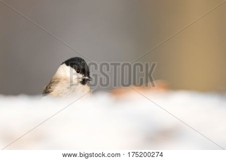 Portrait of The marsh tit (Poecile palustris).