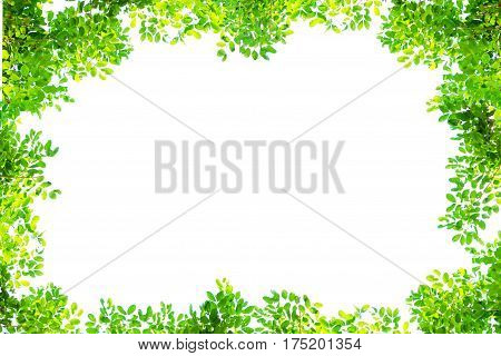 Green tree branch border isolated on a white background