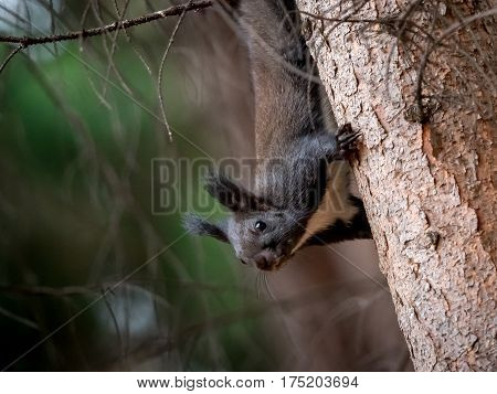 A wild black squirel captured in a cold sunny autumn autumn day.