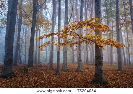 Autumn scenery in the deciduous forest on a foggy morning.