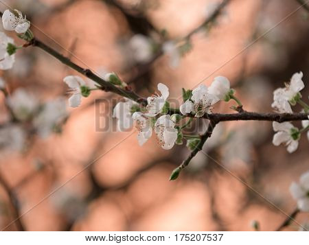 Abstract Background Of Cheery Blosom Flower
