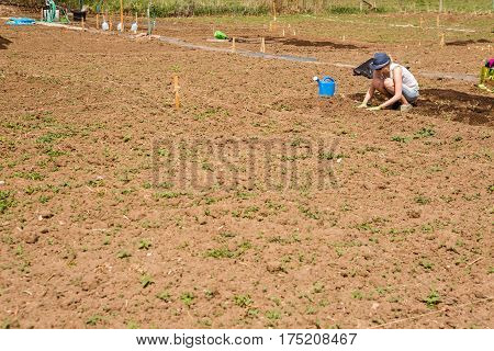 Community Garden