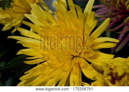 Detail Of A Bright Colof Flower In Blossom