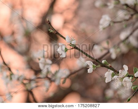Abstract Background Of Cheery Blosom Flower