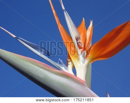 Beautiful blooming Strelitzie Reginae flower closeup in front of a blue sky