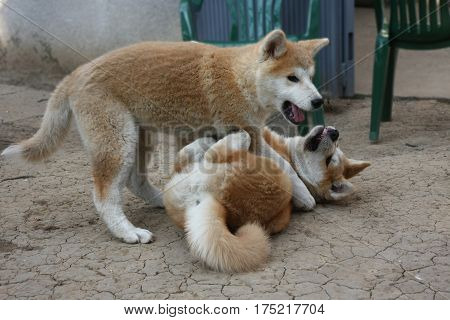 Cute Akita Inu puppies playing in the yard