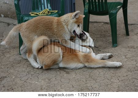 Cute Akita Inu puppies playing in the yard