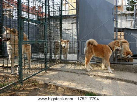 Curious Akita Inu puppy visiting his relatives
