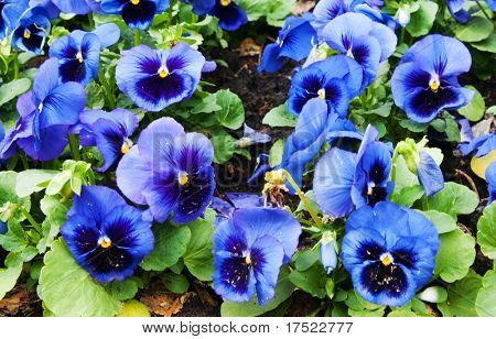 Viola tricolor maceška, záhonu